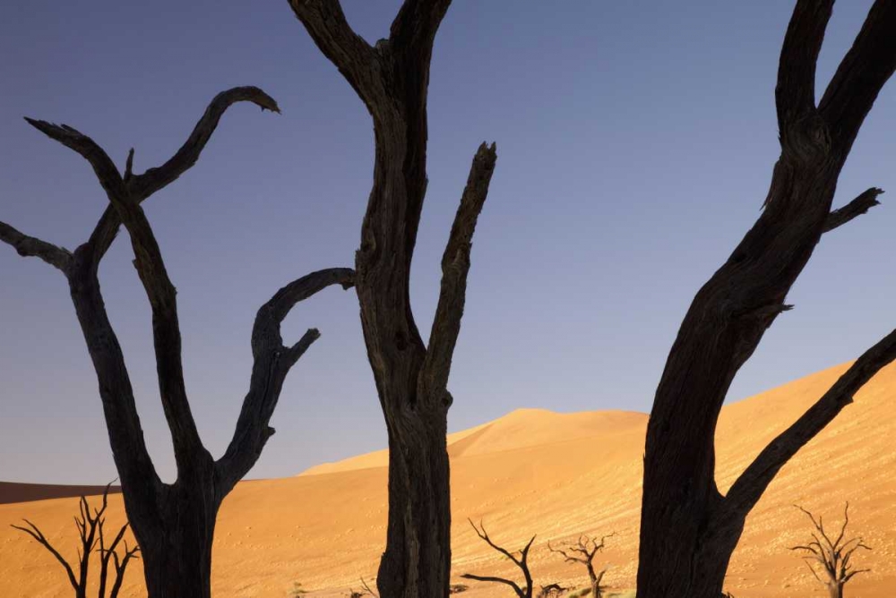 Tree and dunes, Dead Vlei, Sossusvlei, Namibia art print by Wendy Kaveney for $57.95 CAD