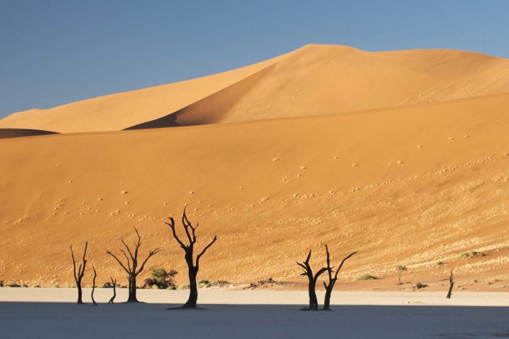 Sunrise on trees and dunes at Dead Vlei, Namibia art print by Wendy Kaveney for $57.95 CAD