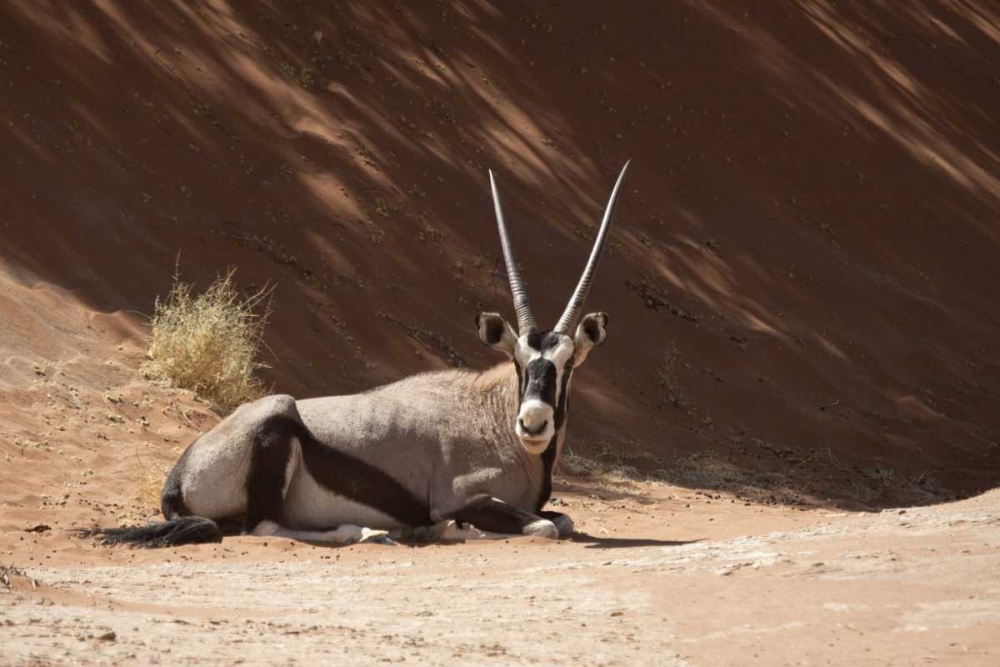 Resting Oryx, Namib-Naukluft, Sossusvlei, Namibia art print by Wendy Kaveney for $57.95 CAD