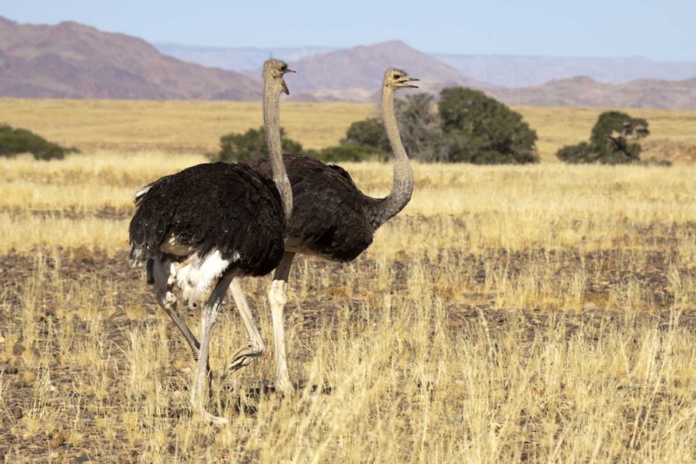 Ostrich pair, Namib-Naukluft, Sossusvlei, Namibia art print by Wendy Kaveney for $57.95 CAD