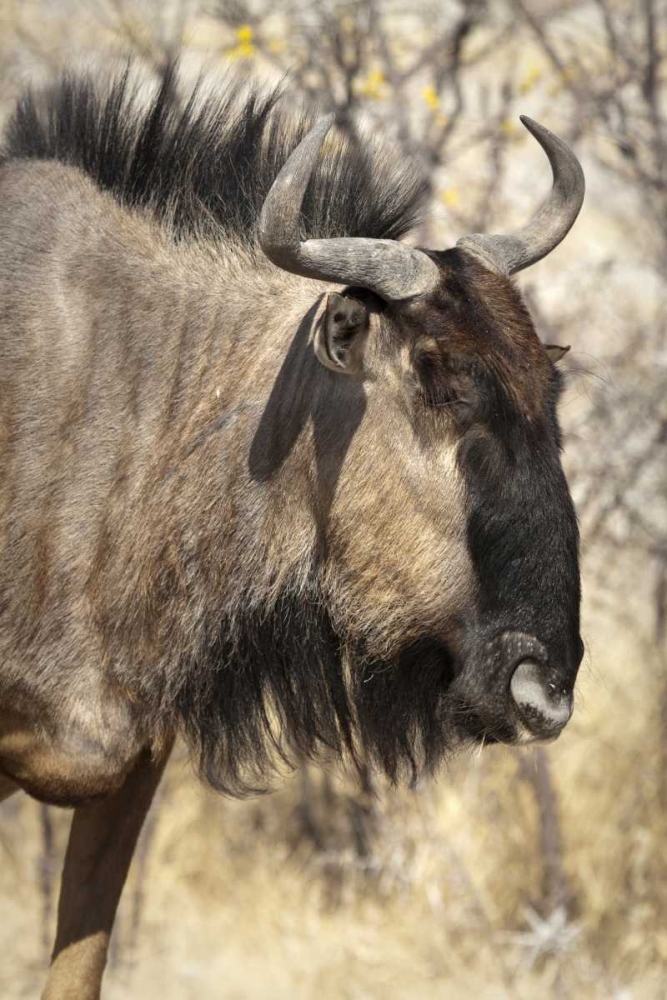 Side Wildebeest face, Etosha NP, Namibia art print by Wendy Kaveney for $57.95 CAD