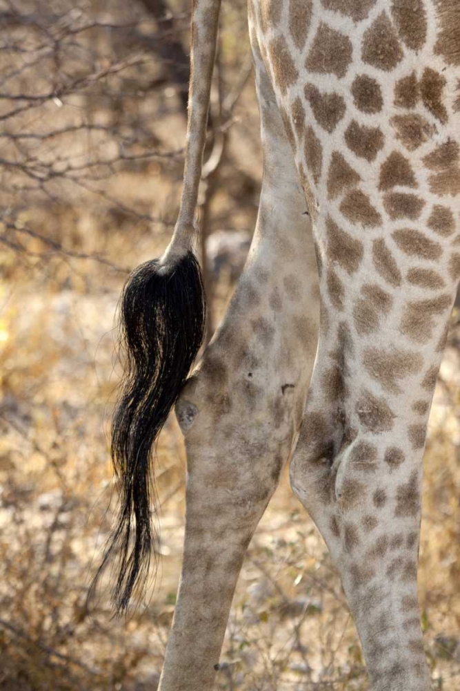 Giraffes tail and hind legs, Etosha NP, Namibia art print by Wendy Kaveney for $57.95 CAD