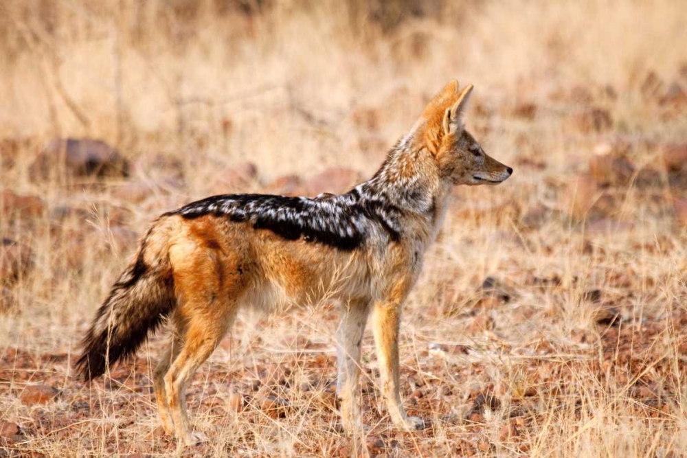Black-backed jackal, Palmwag Conservancy, Namibia art print by Wendy Kaveney for $57.95 CAD