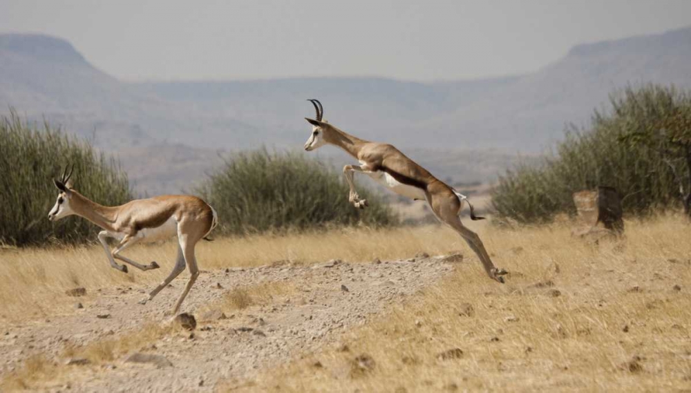 Running springboks in mid-jump, Palmwag, Namibia art print by Bill Young for $57.95 CAD