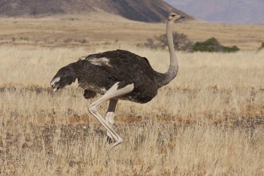 Ostrich, Namib Naukluft NP, Namib Desert, Namibia art print by Bill Young for $57.95 CAD