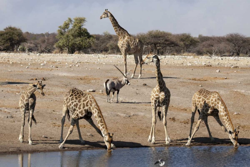 Namibia, Etosha NP Animals at a waterhole art print by Wendy Kaveney for $57.95 CAD