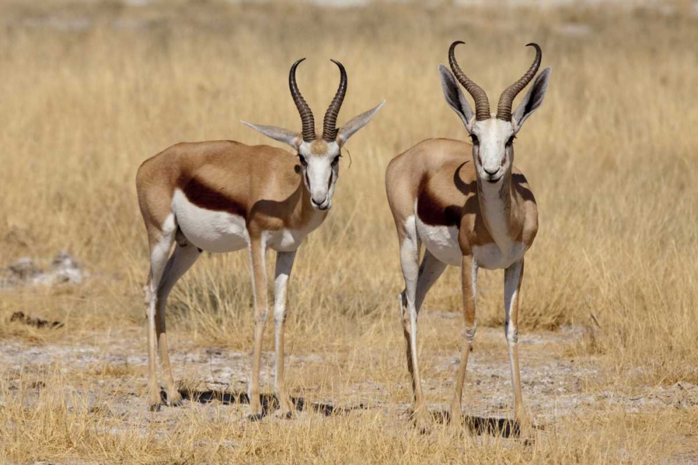 Namibia, Etosha NP Two standing springboks art print by Wendy Kaveney for $57.95 CAD
