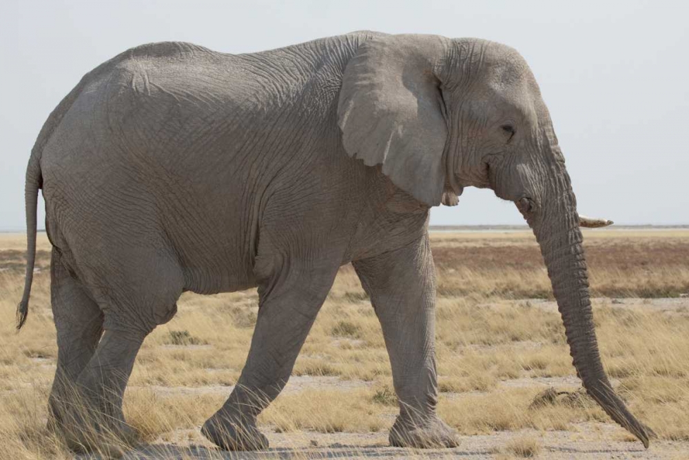 Namibia, Etosha NP Side view of African elephant art print by Wendy Kaveney for $57.95 CAD