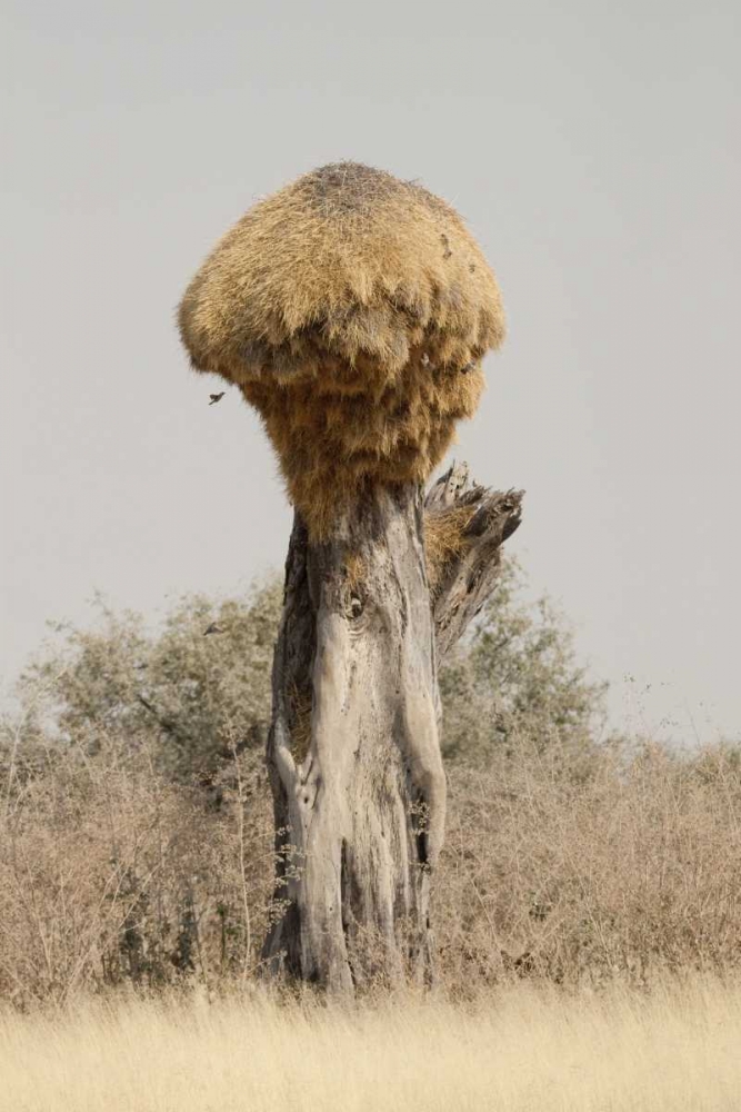 Namibia, Etosha NP Sociable weaver bird nest art print by Wendy Kaveney for $57.95 CAD