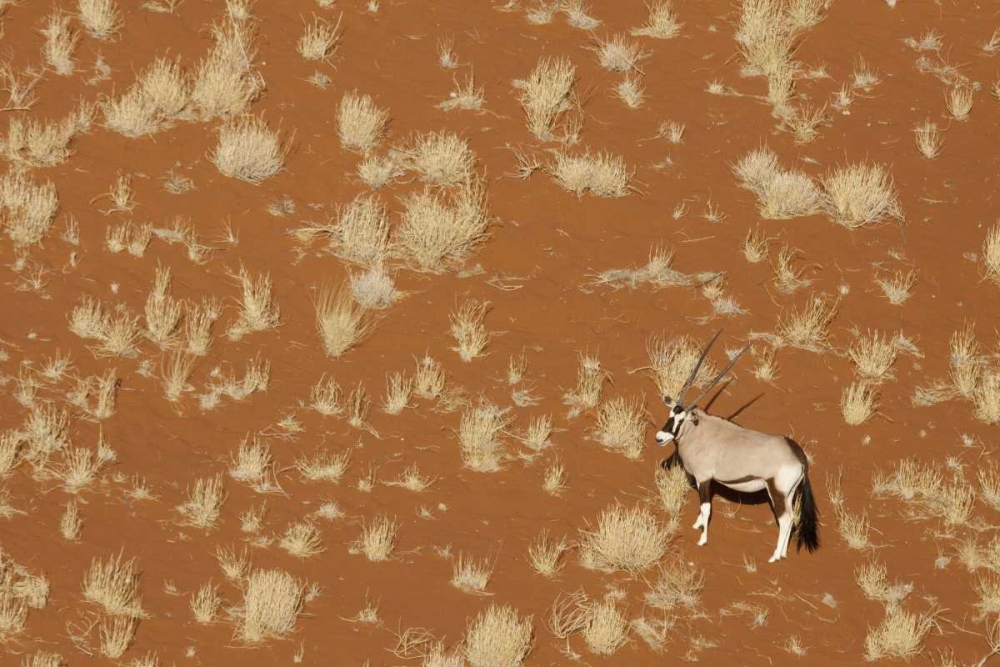 Namibia, Namib-Naukluft , Sossusvlei Lone oryx art print by Wendy Kaveney for $57.95 CAD