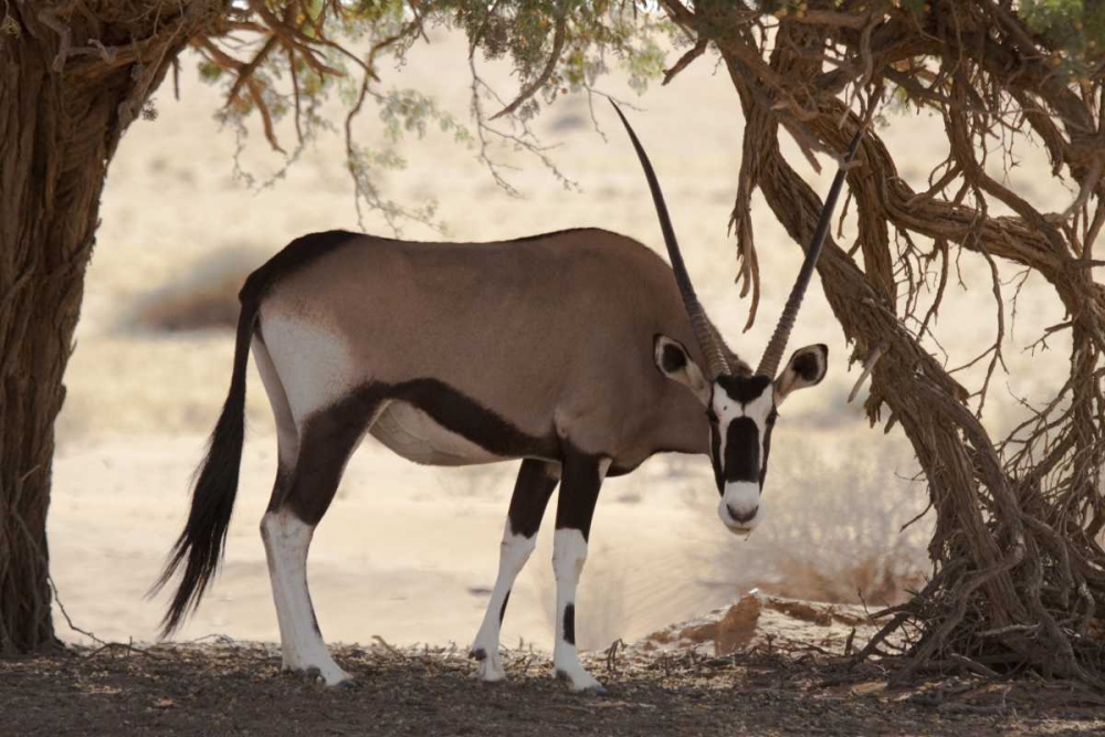 Namibia, Namib-Naukluft, Sossusvlei Oryx grazing art print by Wendy Kaveney for $57.95 CAD