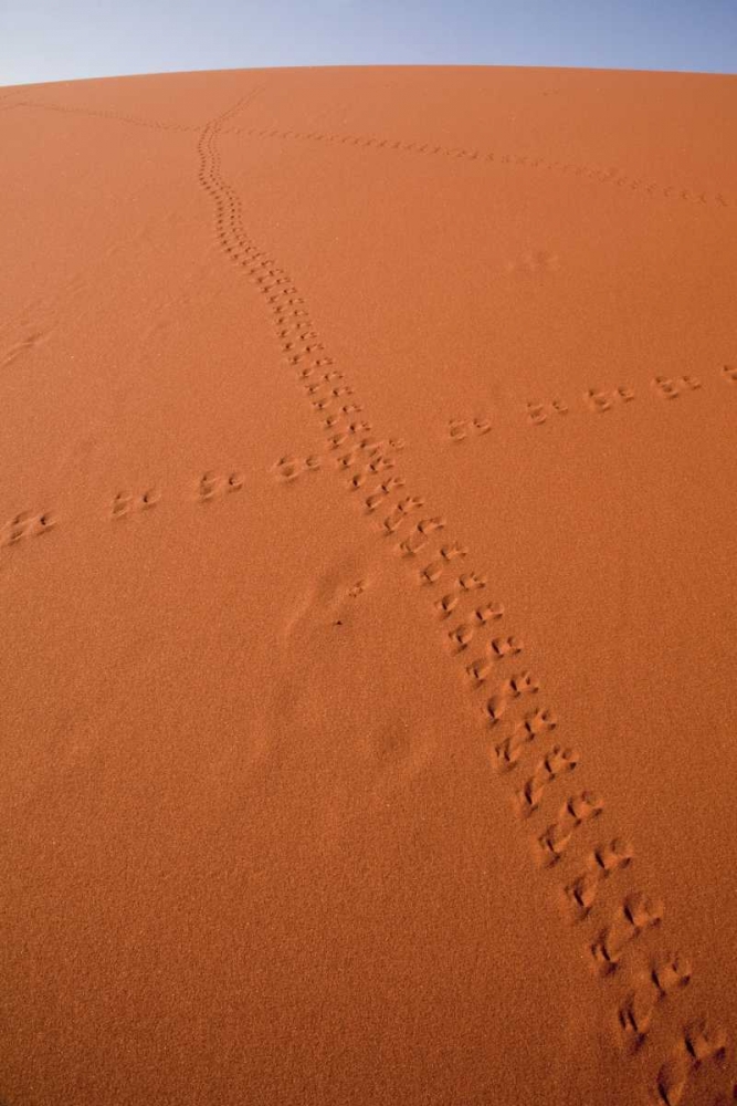 Namibia, Sossusvlei Animal tracks on a sand dune art print by Wendy Kaveney for $57.95 CAD