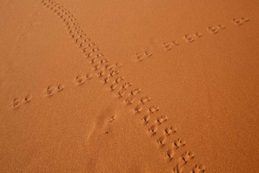 Namibia, Sossusvlei Animal tracks on a sand dune art print by Wendy Kaveney for $57.95 CAD