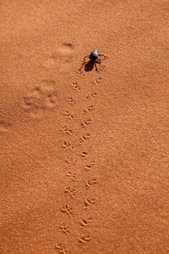 Namibia, Sossusvlei A beetle makes tracks art print by Wendy Kaveney for $57.95 CAD
