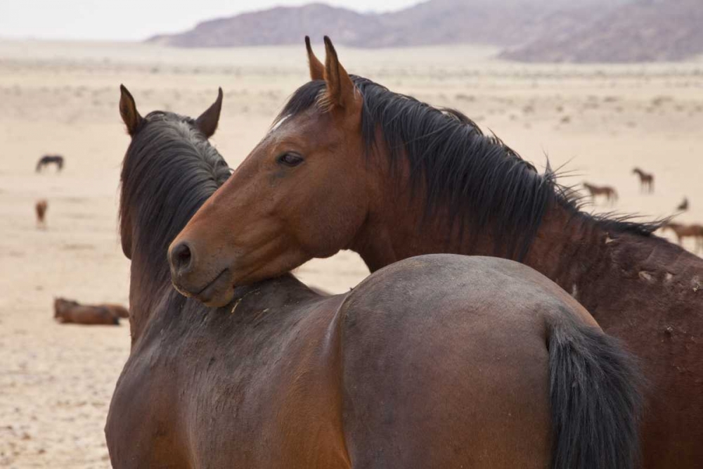 Namibia, Garub Two feral horses interact art print by Bill Young for $57.95 CAD