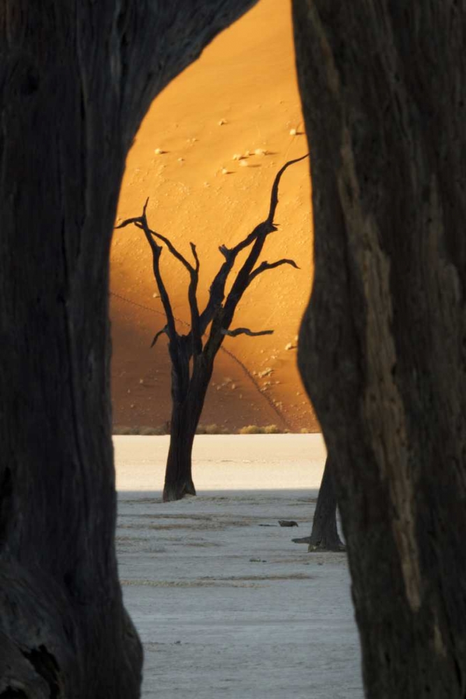 Trees and dunes, Dead Vlei, Sossusvlei, Namibia art print by Wendy Kaveney for $57.95 CAD