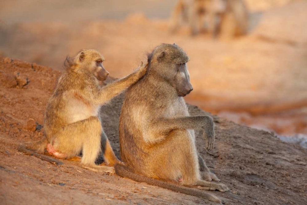 Botswana Two grooming baboons art print by Wendy Kaveney for $57.95 CAD