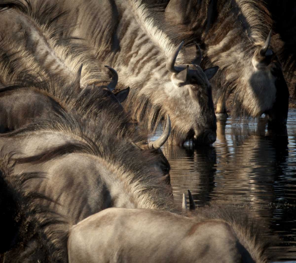 Namibia, Etosha NP Blue wildebeests drinking art print by Wendy Kaveney for $57.95 CAD
