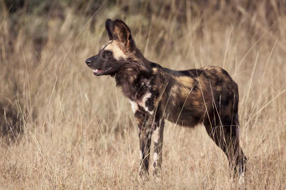 Namibia, Harnas Side An African wild dog art print by Wendy Kaveney for $57.95 CAD