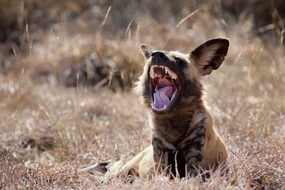 Namibia A yawning African wild dog art print by Wendy Kaveney for $57.95 CAD
