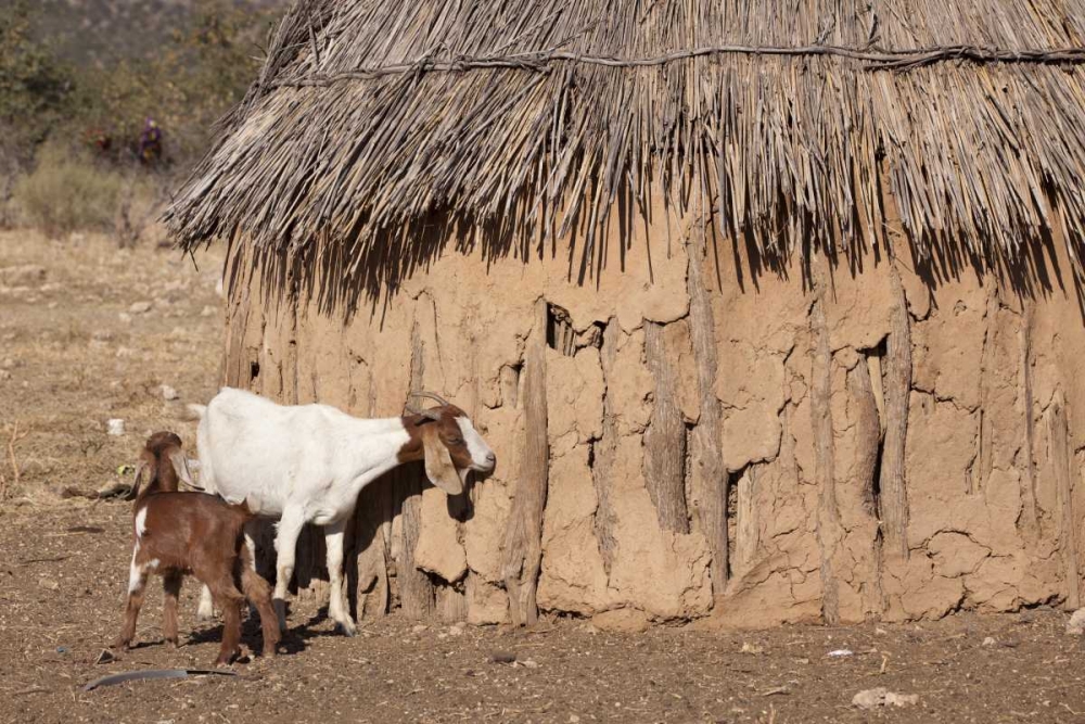 Namibia, Opuwo A pair of goats and Himba mud hut art print by Wendy Kaveney for $57.95 CAD