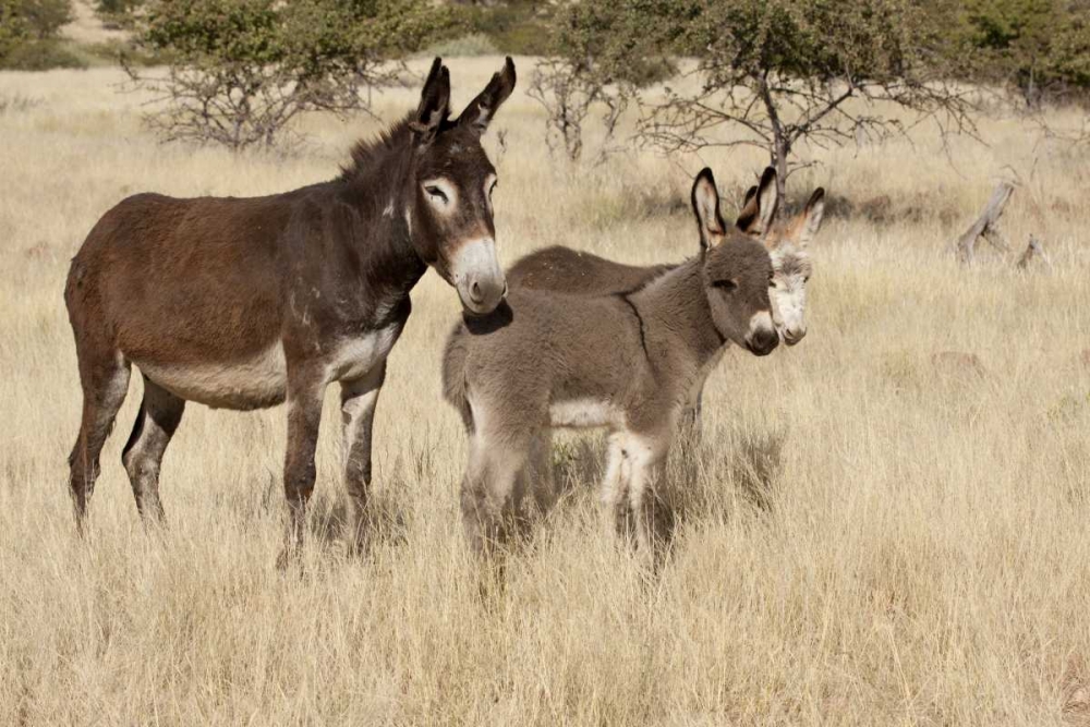 Namibia Adult and young donkeys in dry grass art print by Wendy Kaveney for $57.95 CAD