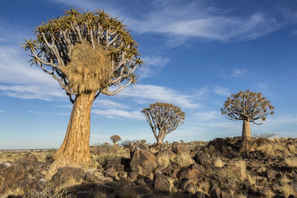 Africa, Namibia Quiver trees and boulders art print by Wendy Kaveney for $57.95 CAD