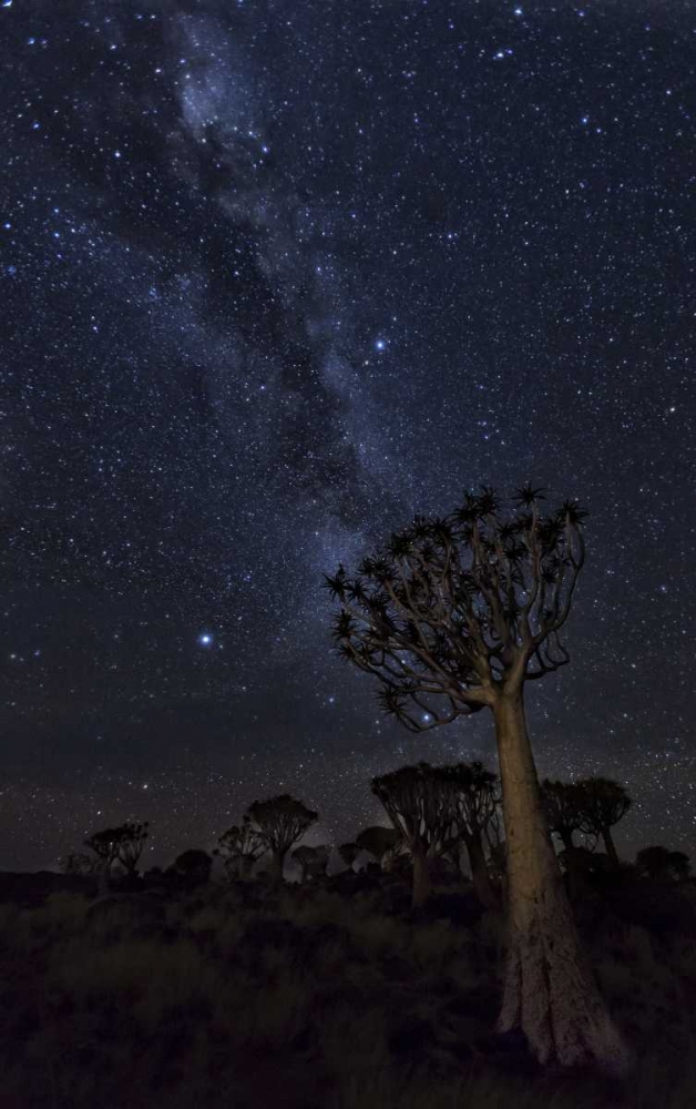Namibia Milky Way and quiver trees at night art print by Wendy Kaveney for $57.95 CAD