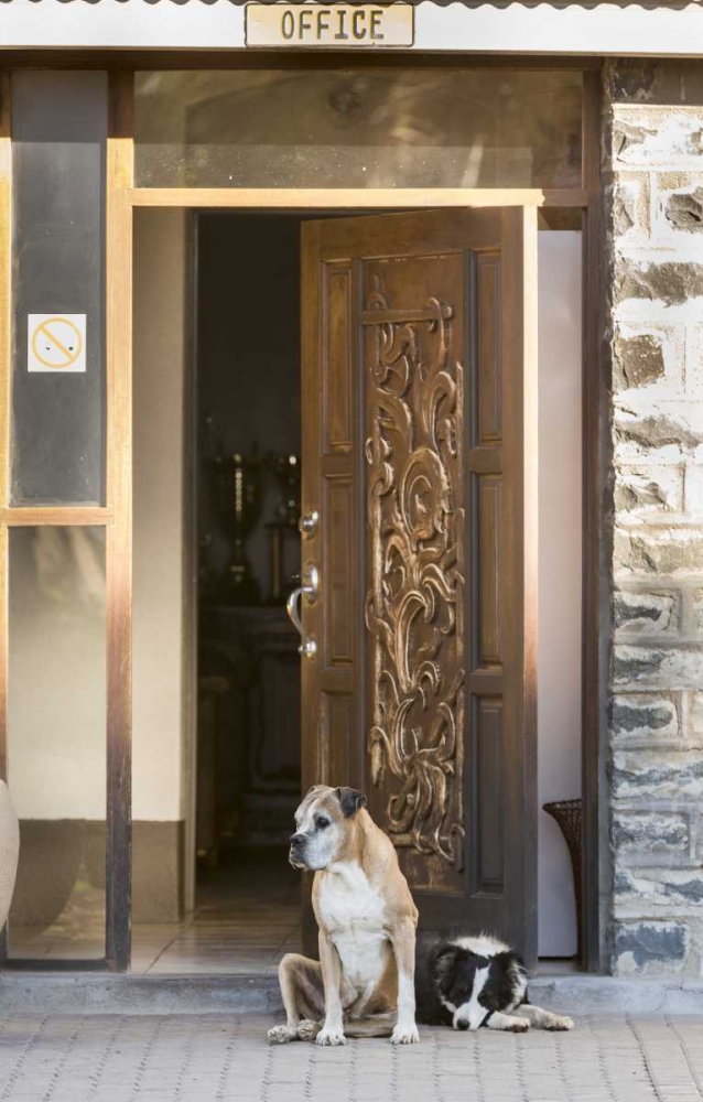 Africa, Namibia Dogs at door entrance art print by Wendy Kaveney for $57.95 CAD