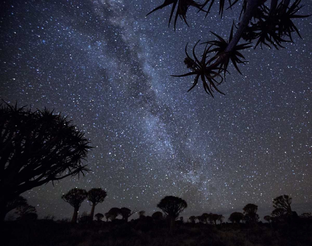 Namibia Milky Way and quiver trees at night art print by Wendy Kaveney for $57.95 CAD