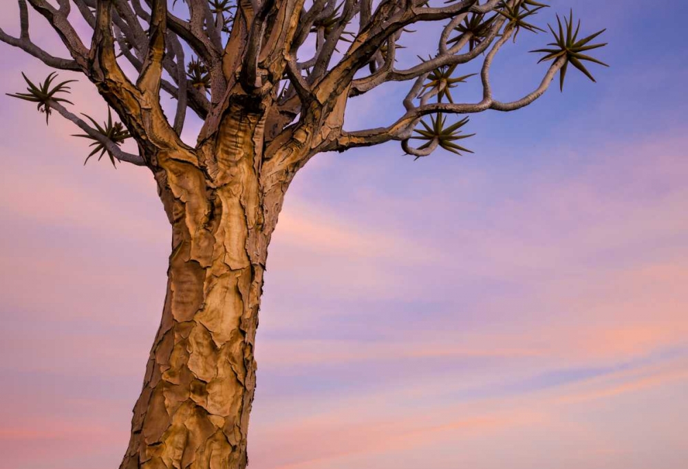 Africa, Namibia Close-up of quiver tree art print by Wendy Kaveney for $57.95 CAD