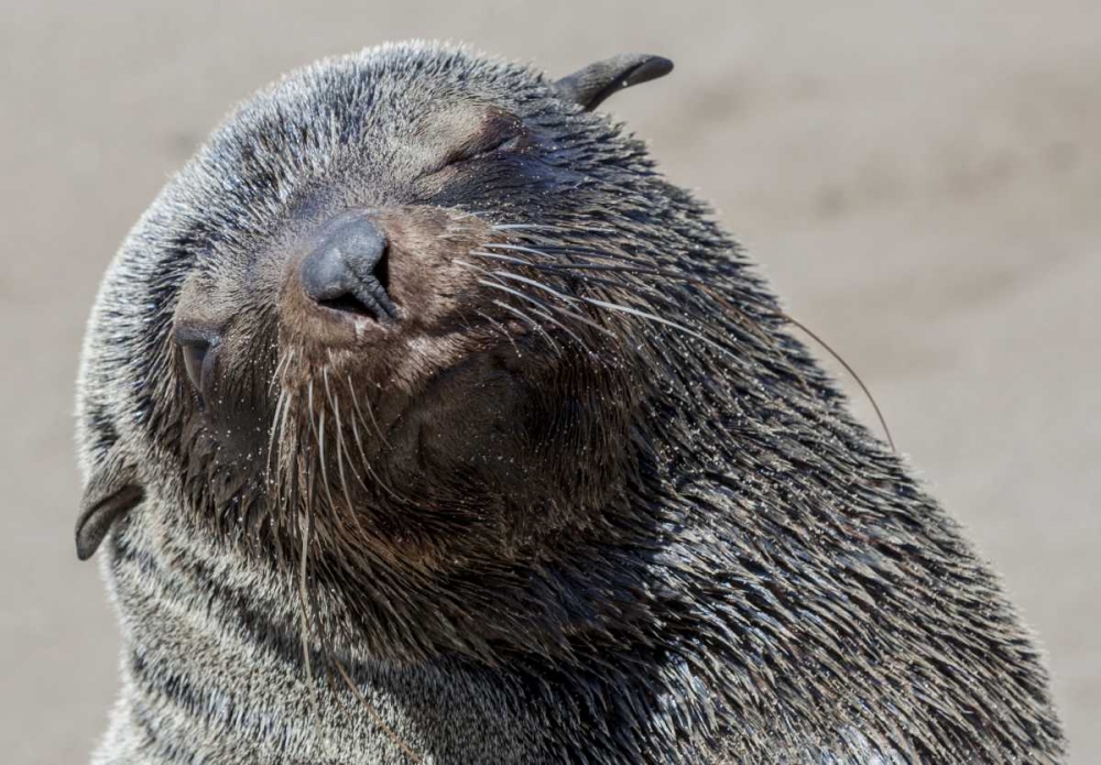 Africa, Namibia, Cape Cross Cape fur seal art print by Wendy Kaveney for $57.95 CAD