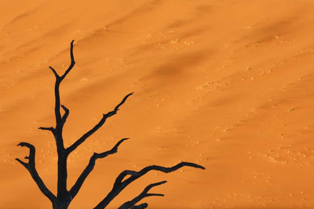 Namibia, Dead Vlei Tree branches and sand dune art print by Wendy Kaveney for $57.95 CAD