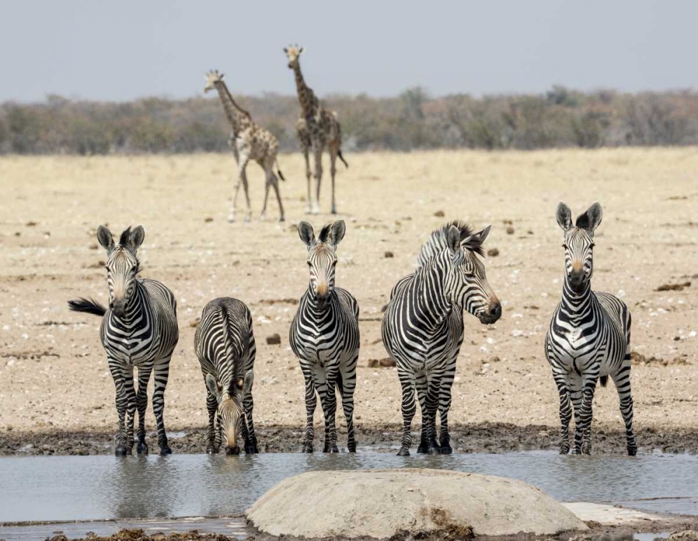 Namibia, Etosha NP Zebras and giraffes at water art print by Wendy Kaveney for $57.95 CAD