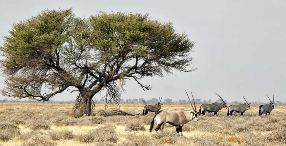Africa, Namibia, Etosha NP Five Oryx and tree art print by Wendy Kaveney for $57.95 CAD