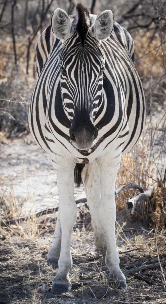 Africa, Namibia, Etosha NP Close-up of zebra art print by Wendy Kaveney for $57.95 CAD