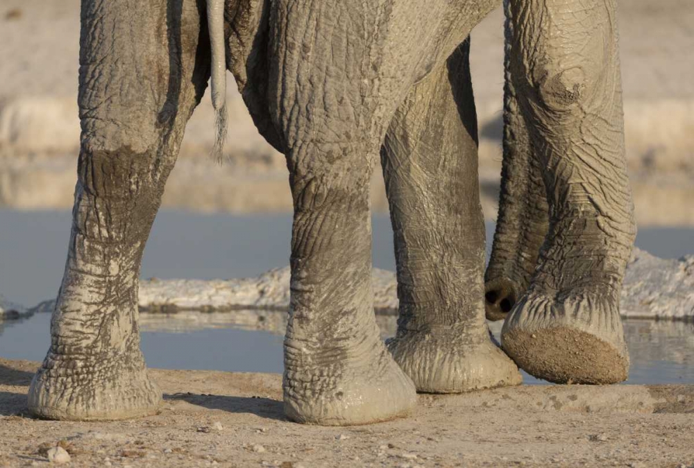 Namibia, Etosha NP Elephant legs and trunk art print by Wendy Kaveney for $57.95 CAD