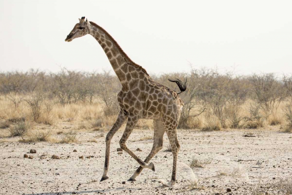 Africa, Namibia, Etosha NP Running giraffe art print by Wendy Kaveney for $57.95 CAD