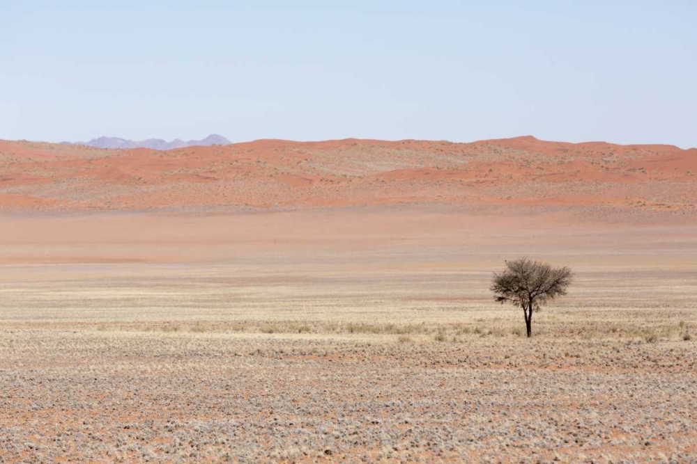 Namibia, Namib Desert Lone tree in orange desert art print by Wendy Kaveney for $57.95 CAD