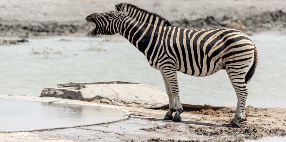 Africa, Namibia, Etosha NP Braying zebra art print by Wendy Kaveney for $57.95 CAD