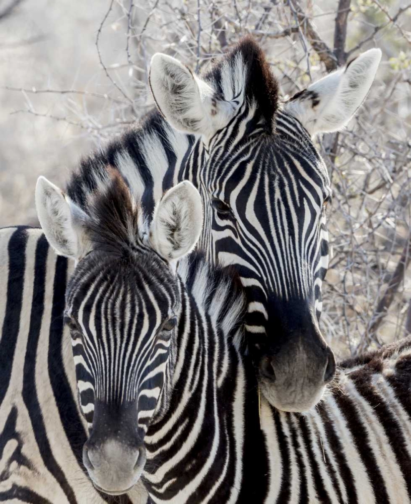 Namibia, Etosha NP Portrait of two zebras art print by Wendy Kaveney for $57.95 CAD