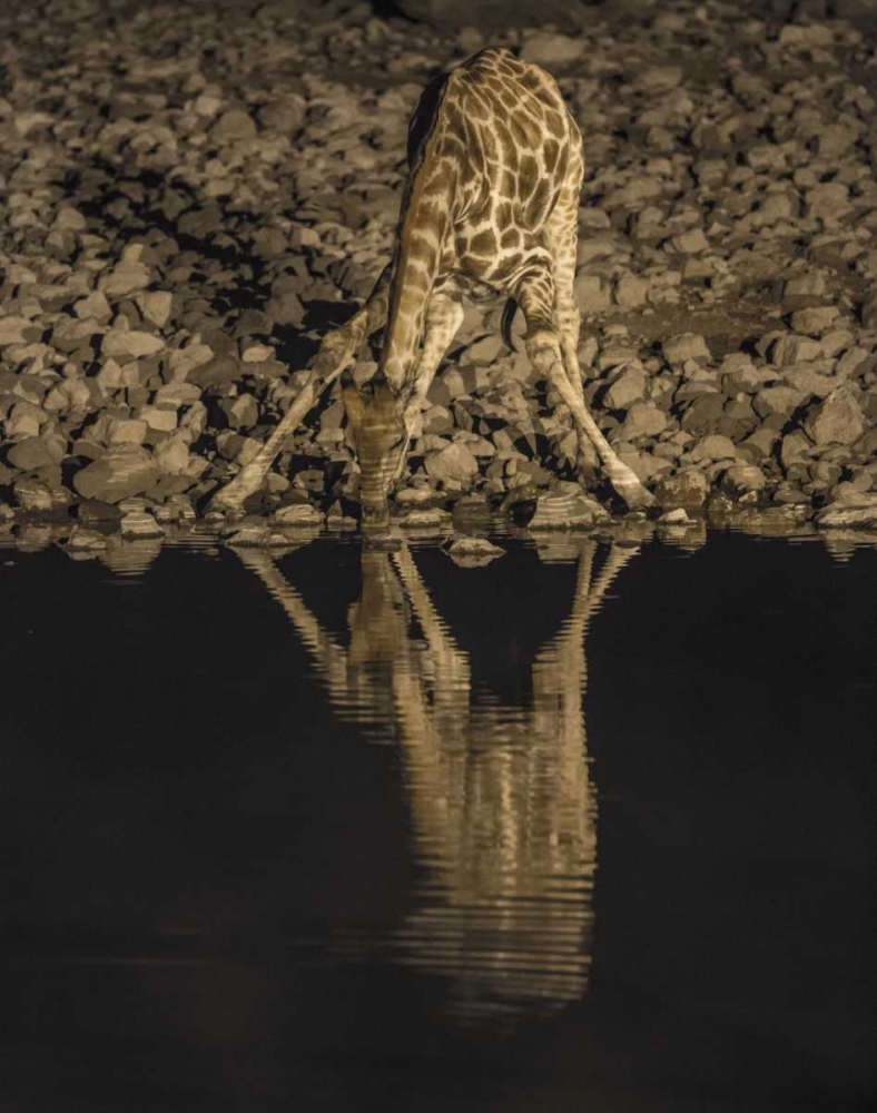 Namibia, Etosha NP Drinking giraffe at night art print by Wendy Kaveney for $57.95 CAD