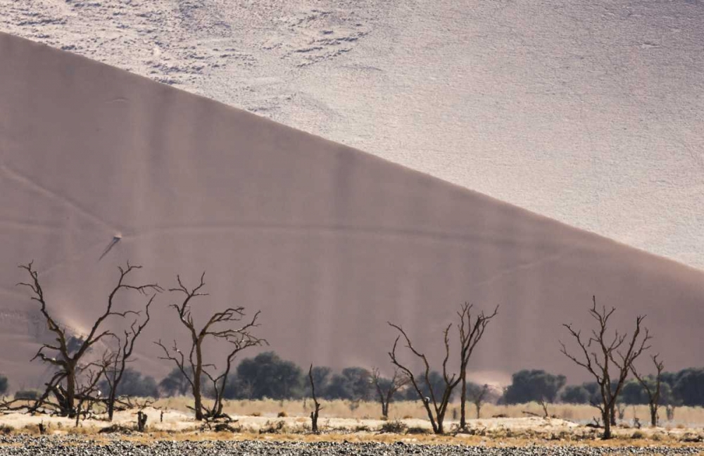 Namibia, Namib-Naukluft Dunes and skeleton trees art print by Wendy Kaveney for $57.95 CAD