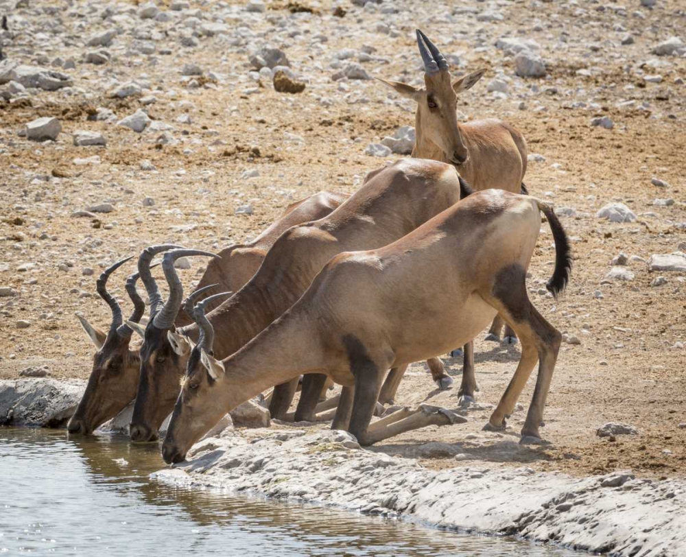 Namibia, Etosha NP Hartebeest drinking at water art print by Wendy Kaveney for $57.95 CAD