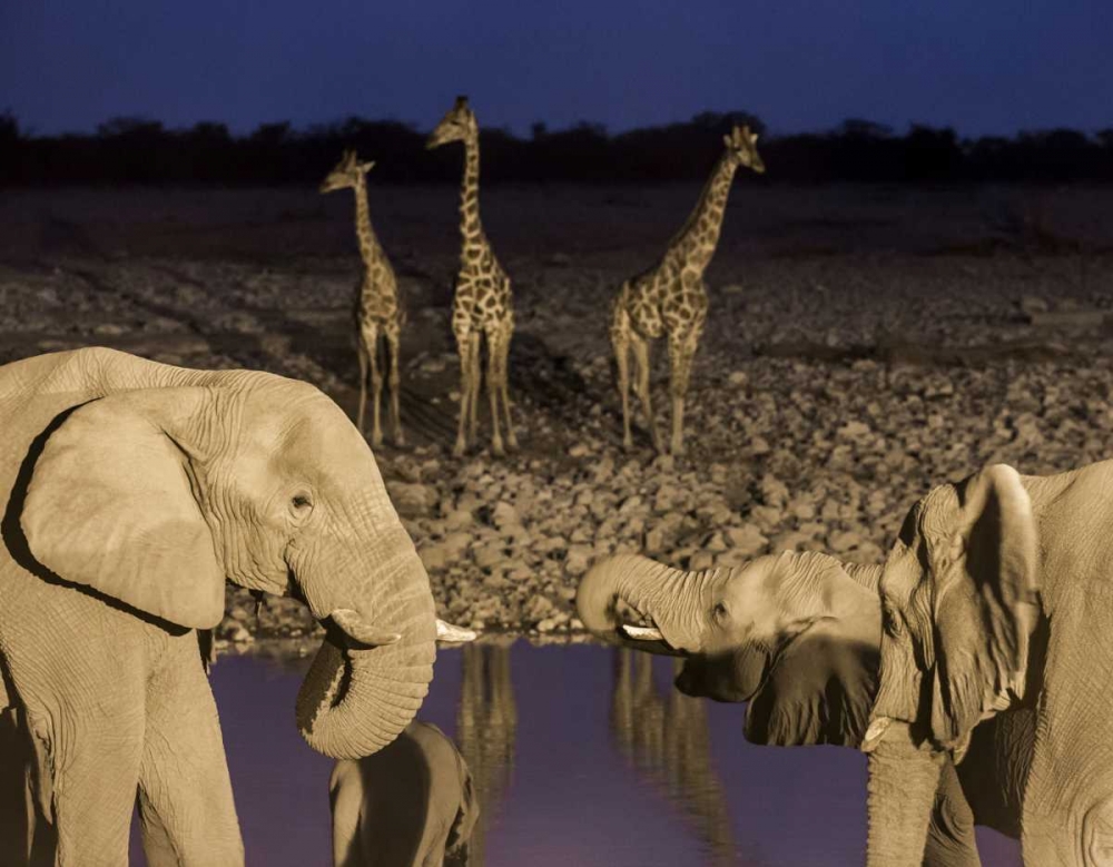 Namibia, Etosha NP Elephants and giraffes art print by Wendy Kaveney for $57.95 CAD