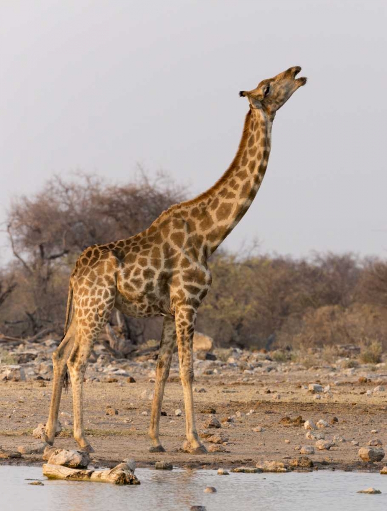 Namibia, Etosha NP Giraffe drinking at waterhole art print by Wendy Kaveney for $57.95 CAD