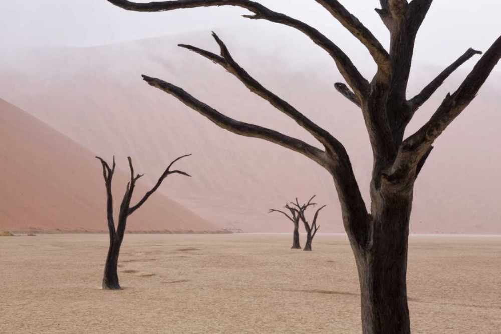 Namibia, Namib-Naukluft, Deadvlei Misty Morning art print by Wendy Kaveney for $57.95 CAD