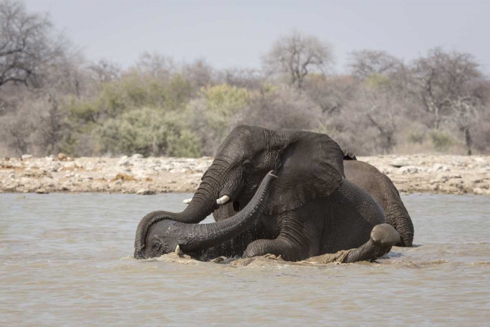 Namibia, Etosha NP Two elephants bathing art print by Wendy Kaveney for $57.95 CAD