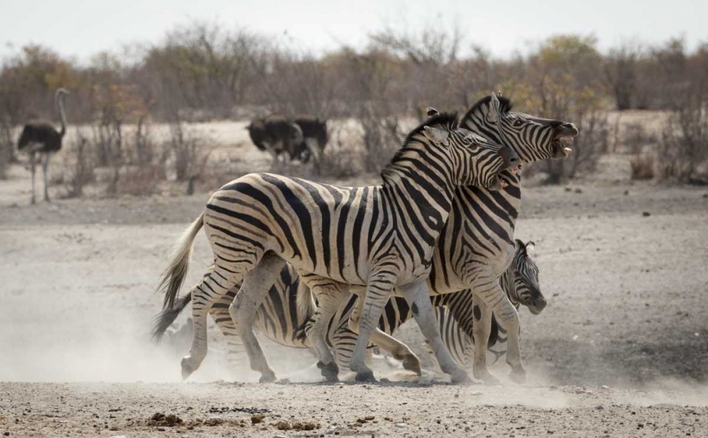 Namibia, Etosha NP Two zebras play fighting art print by Wendy Kaveney for $57.95 CAD