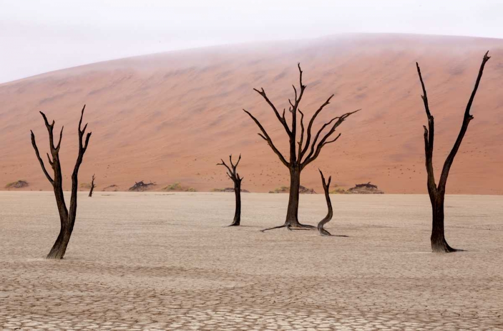 Namibia, Namib-Naukluft, Deadvlei Misty Morning art print by Wendy Kaveney for $57.95 CAD